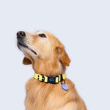 Collar color amarillo pastel para perros pequeños y grandes