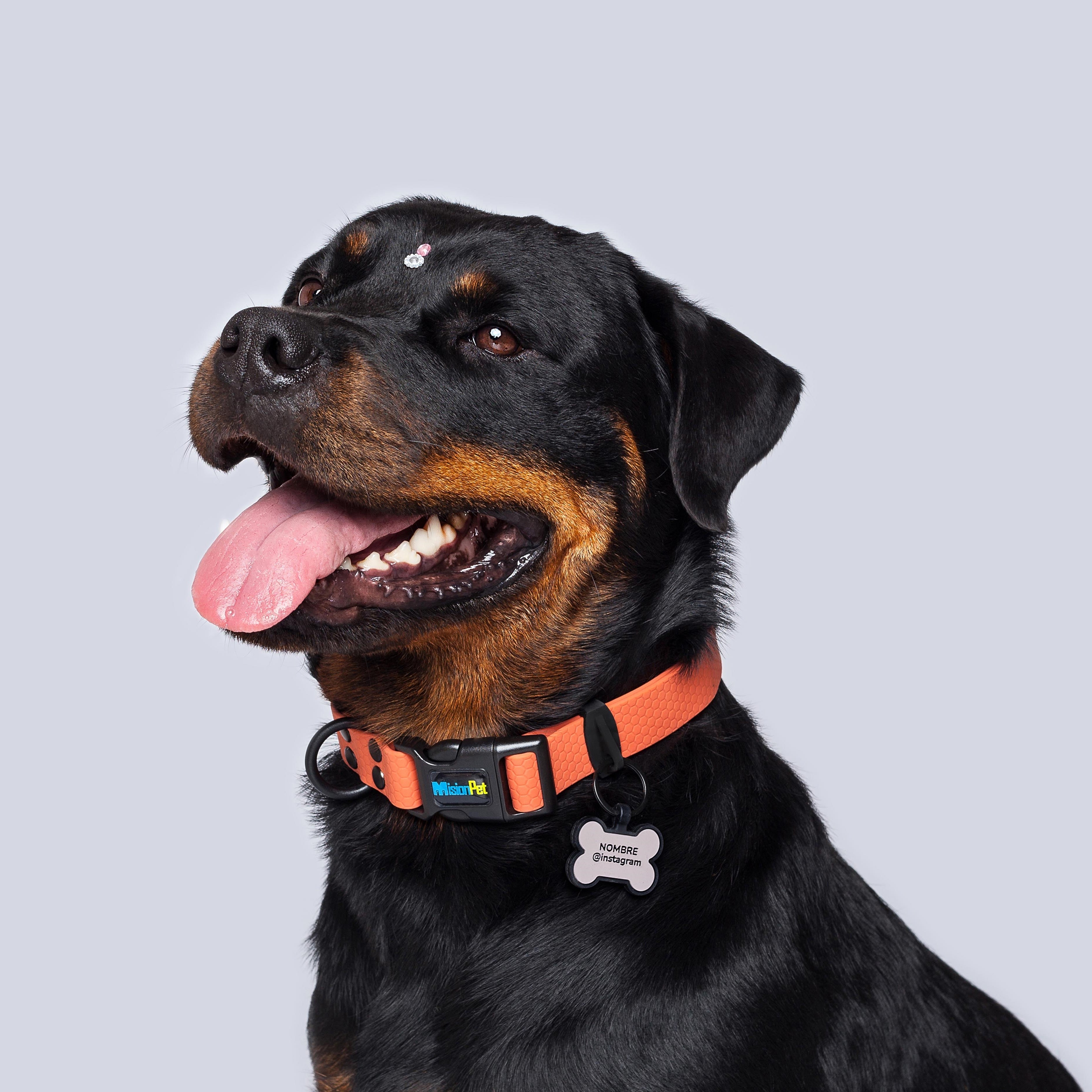 Collar color terracota para perros medianos y grandes