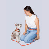 Correa Perros (Pequeños)