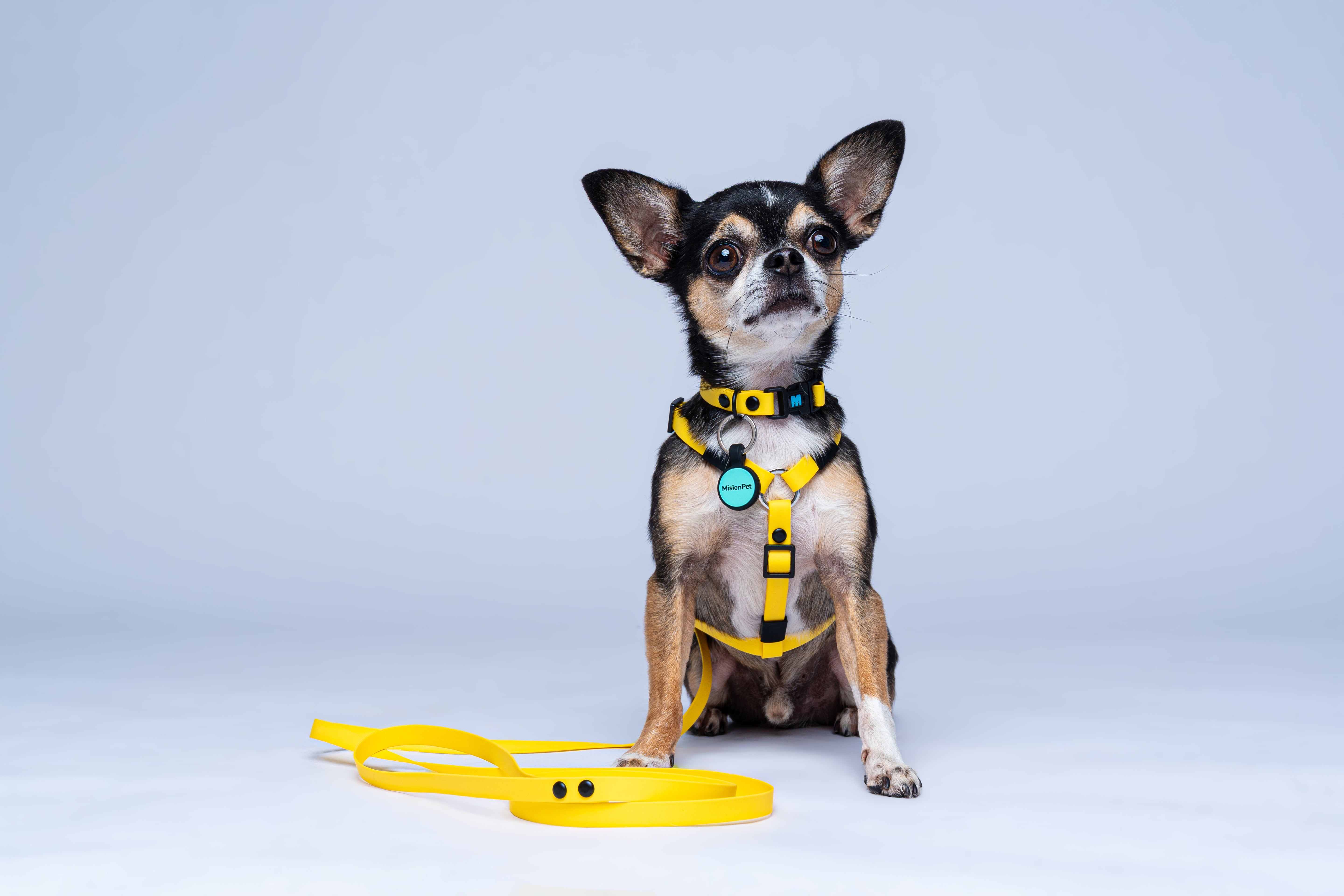 Combo correa, arnes y collar para perros mini