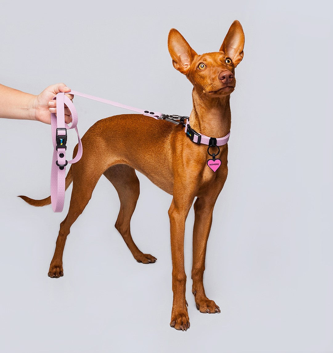 Correa para perros pequeños color lavanda 