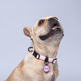 Collar (Pequeños)