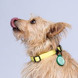 Collar (Pequeños)