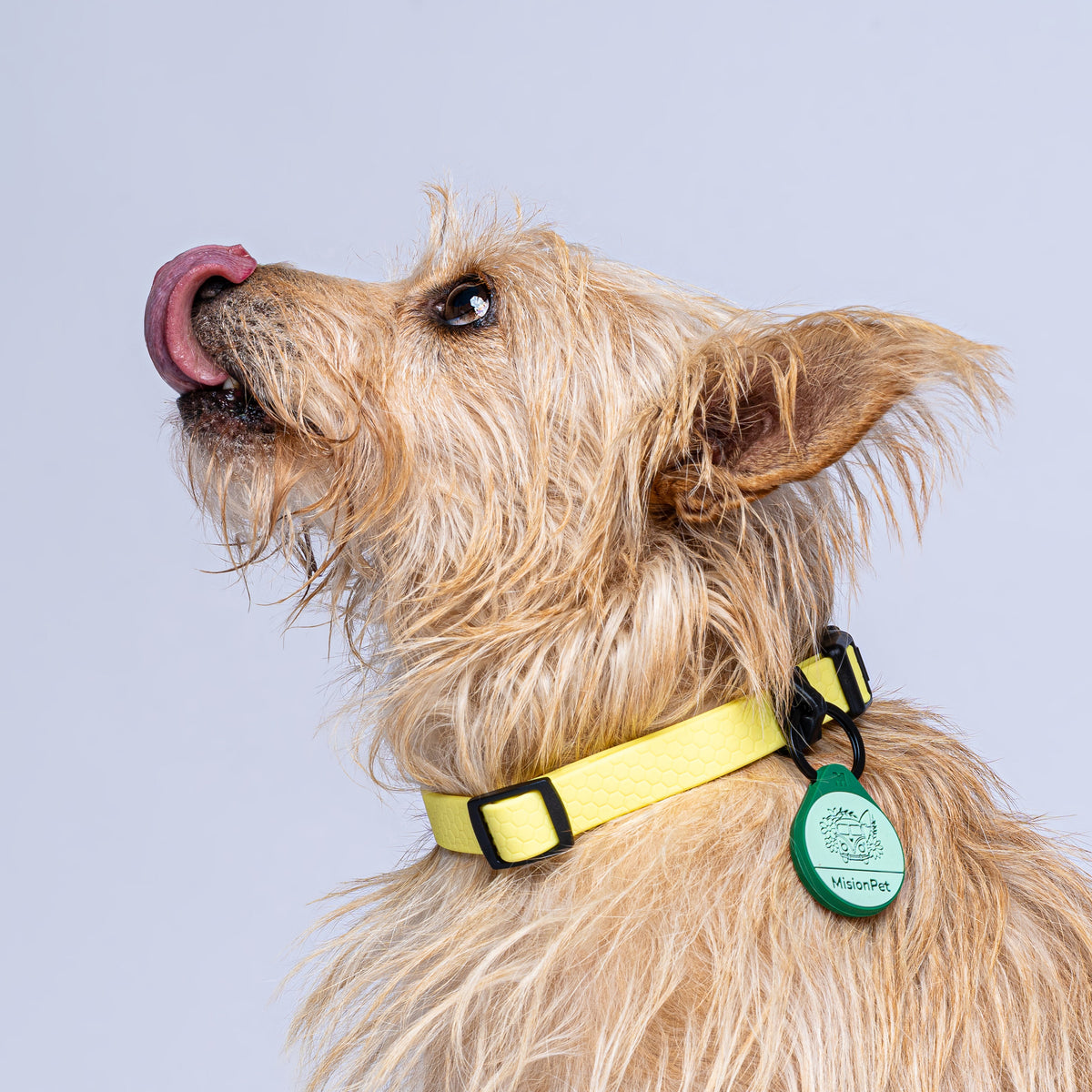 Collar (Pequeños)