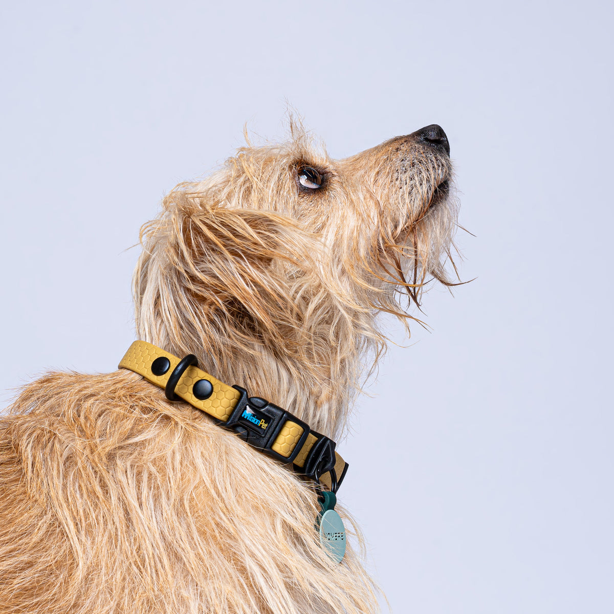 Collar (Pequeños)