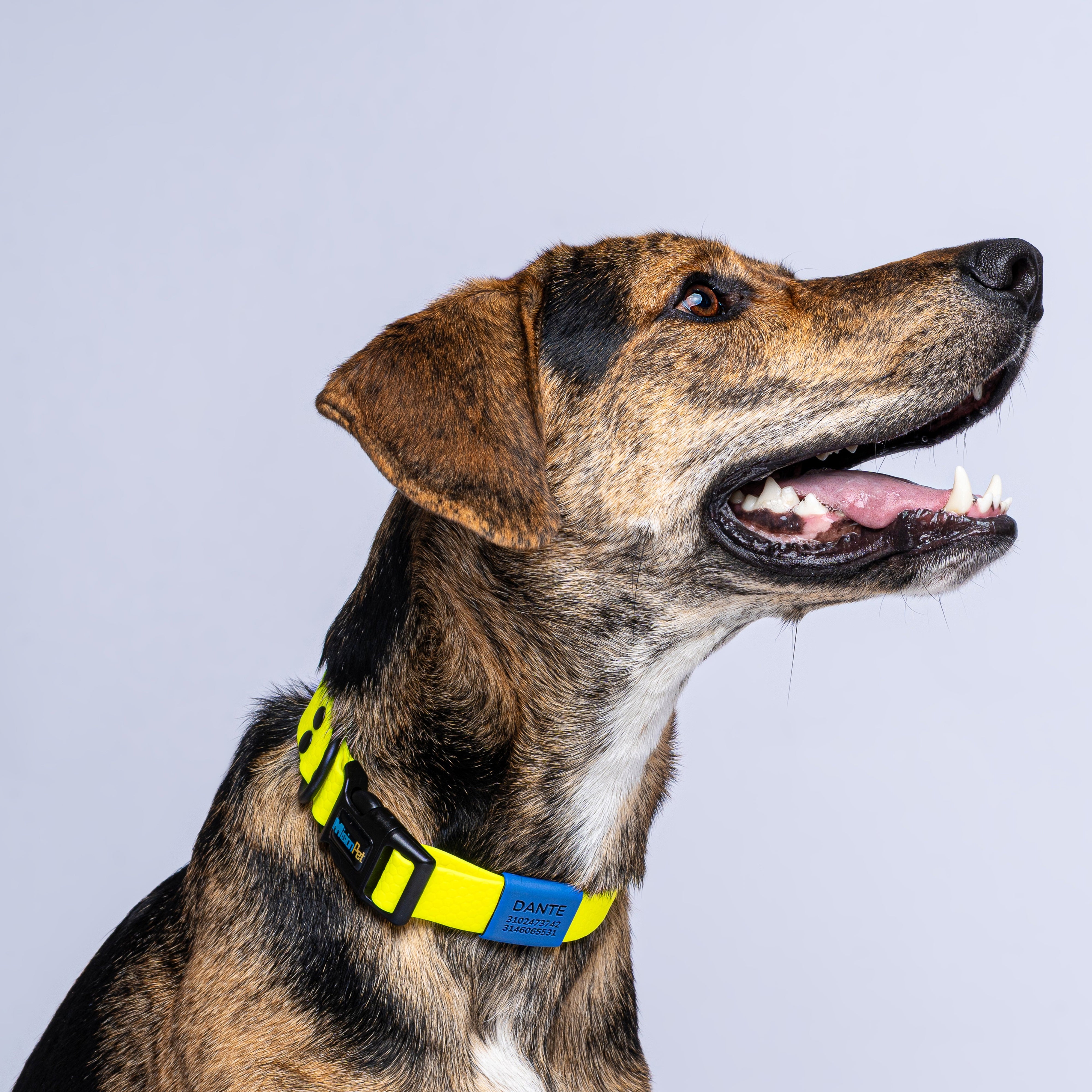 Collar personalizado (Medianos, Grandes y Extragrandes)