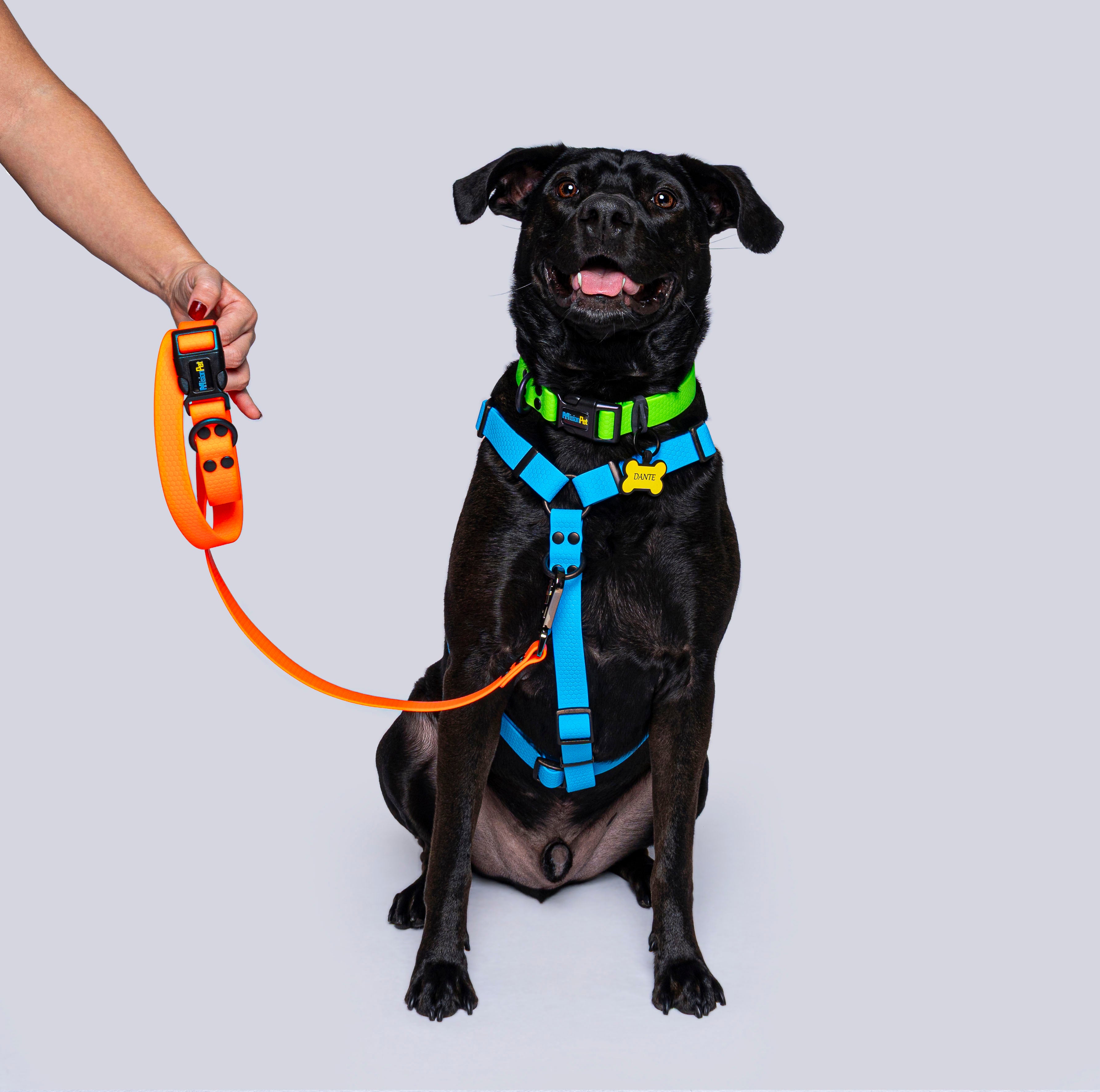 Combo Perros medianos y grandes 2.5cm de ancho
