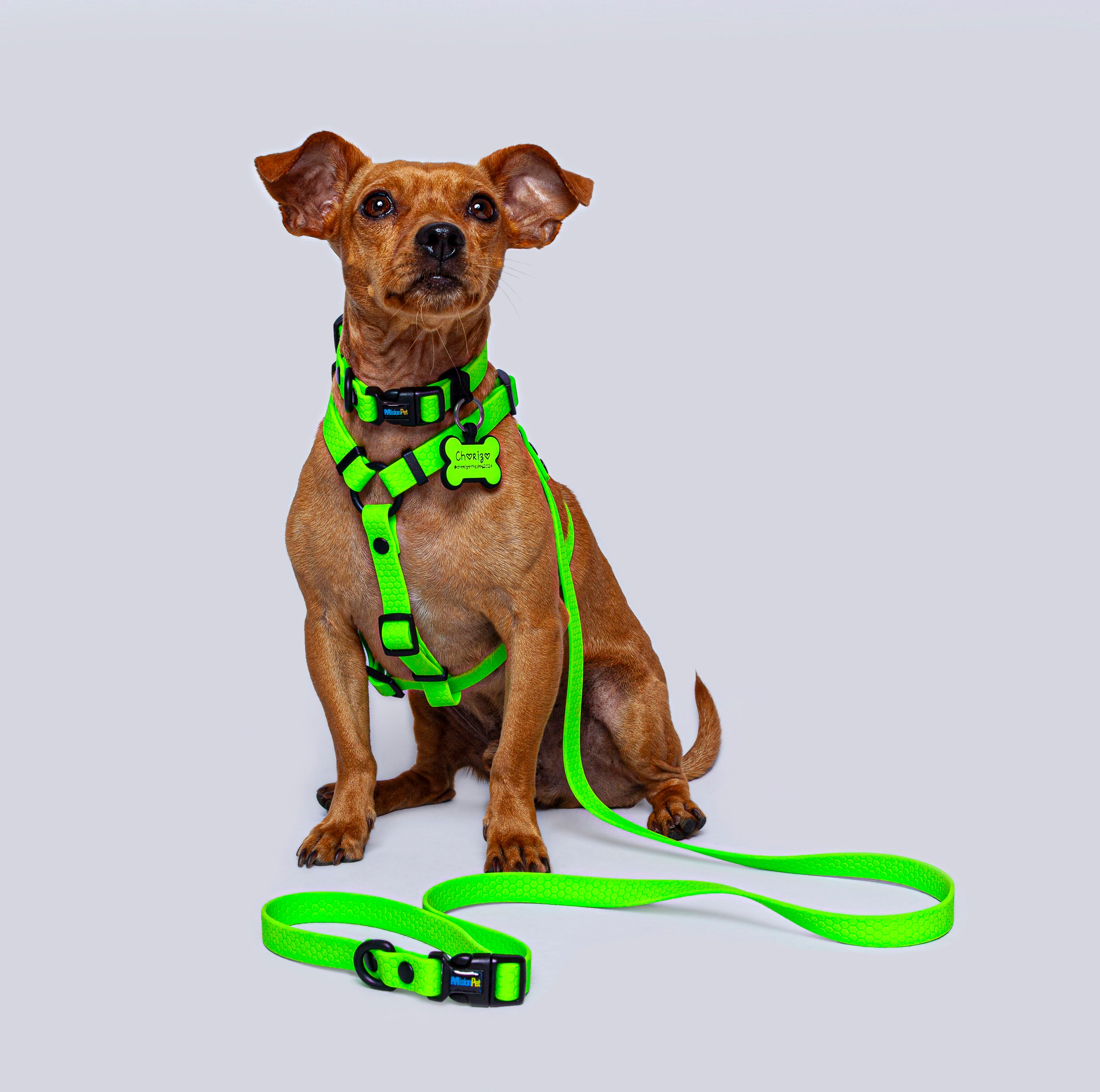 Combo perros pequeños 1.6cm de ancho