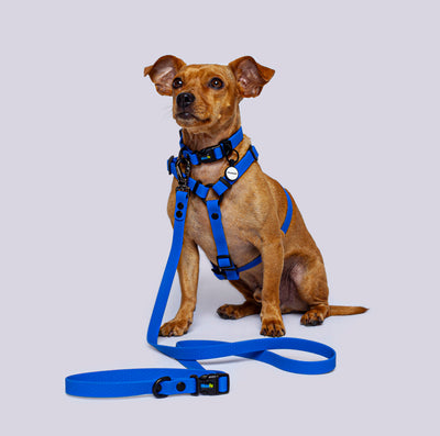 Combo perros pequeños <br>1.6cm de ancho