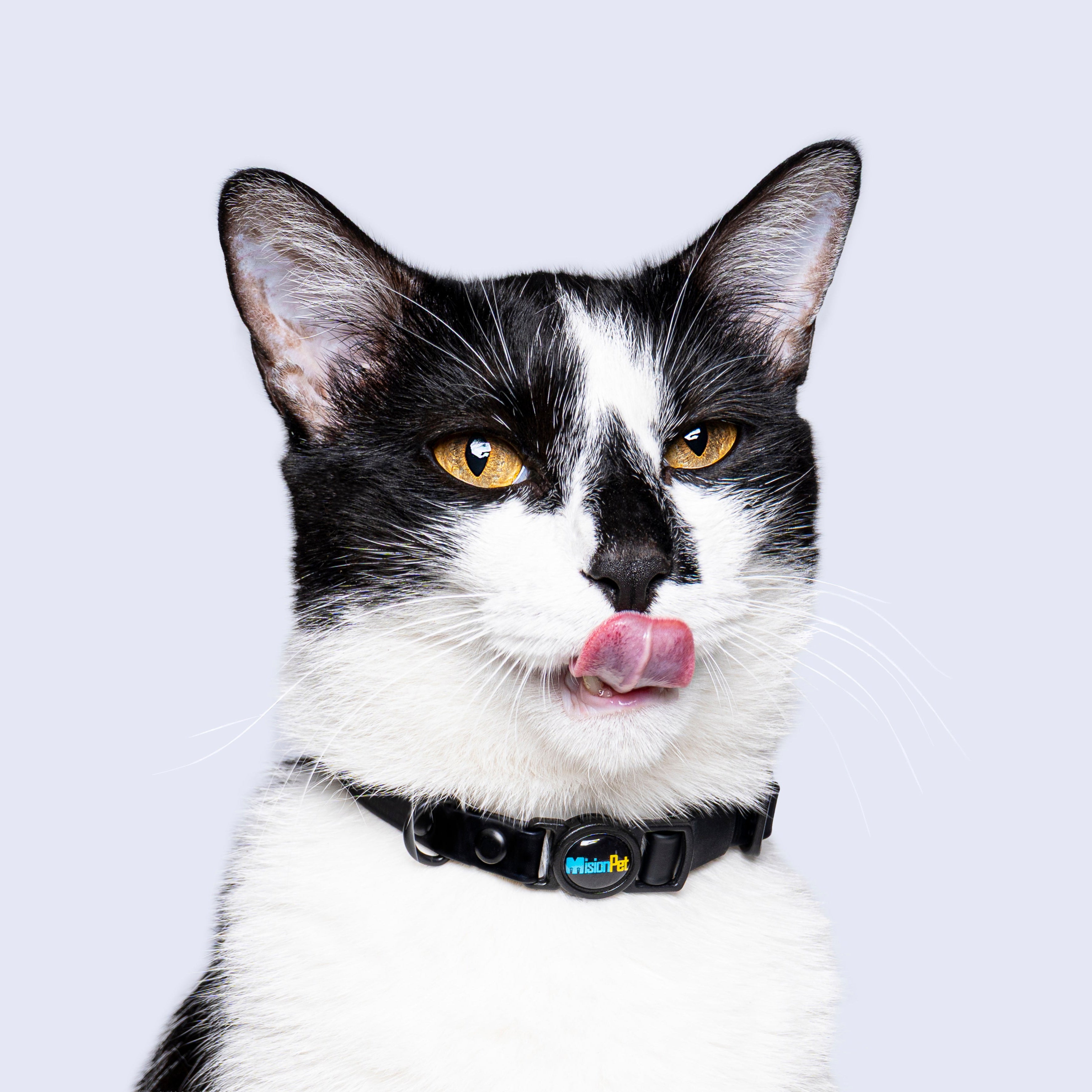 Collar Gatos (Mini)
