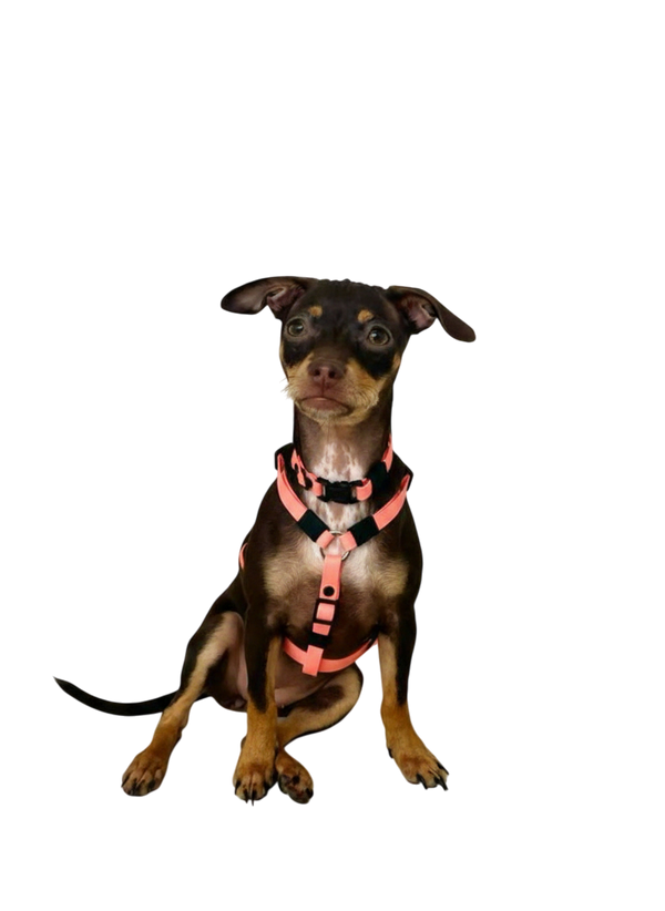 Arnés H Perros mini 1cm