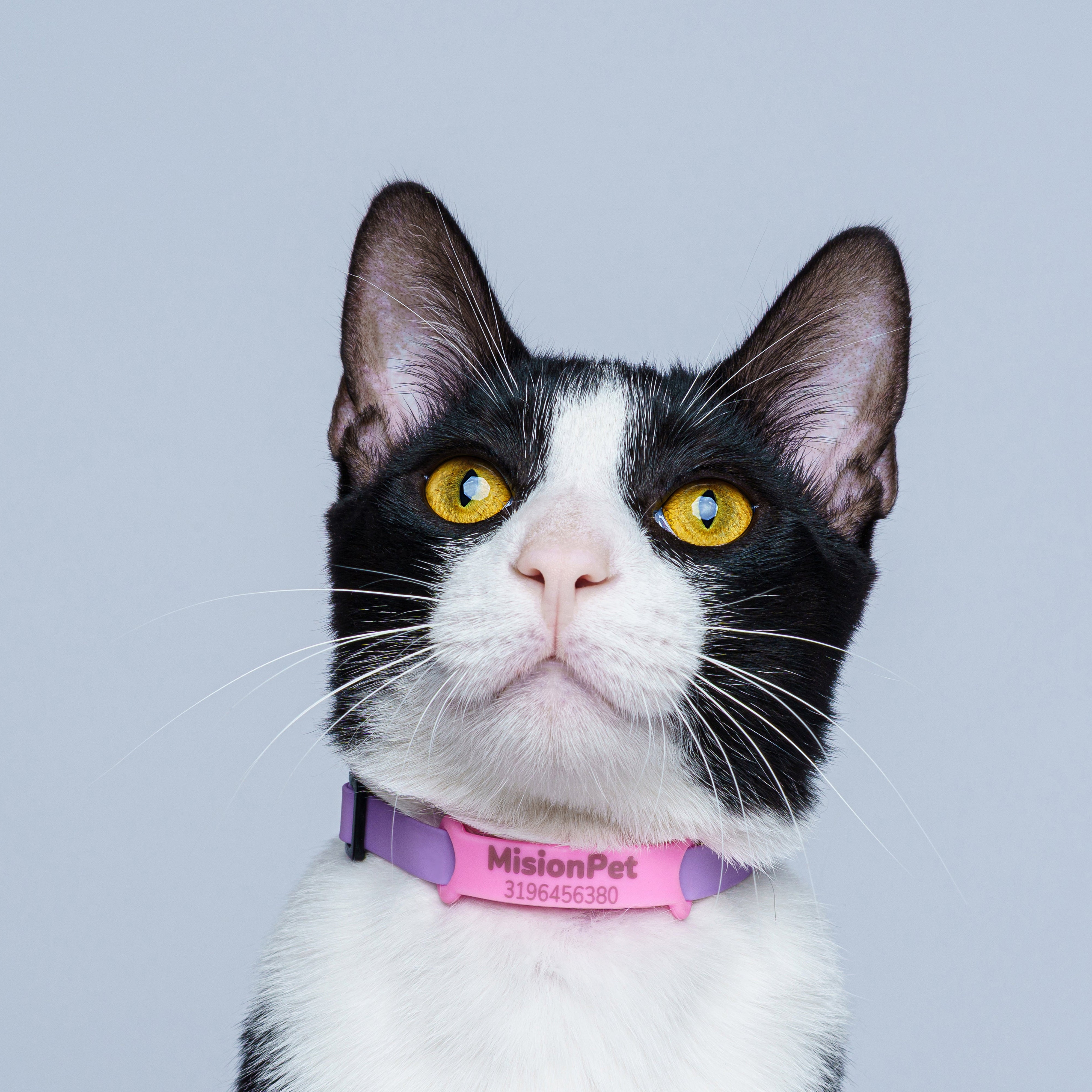 Tag de gato