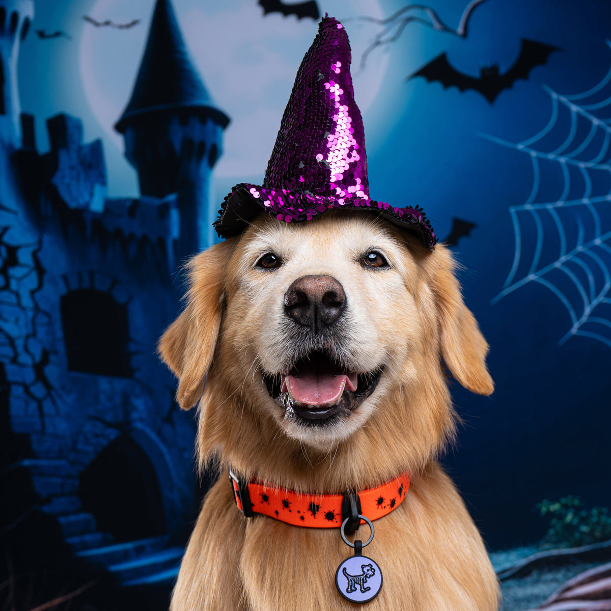 Collar Halloween (Medianos y Grandes)