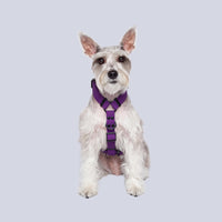 Morado