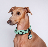 Collar Martingale (Pequeños) <b>Colores Pastel</b>