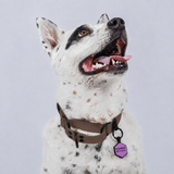 Collar Martingale (Medianos y Grandes)