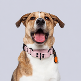 Collar Martingale (Medianos y Grandes) <b>Colores Patel</b>