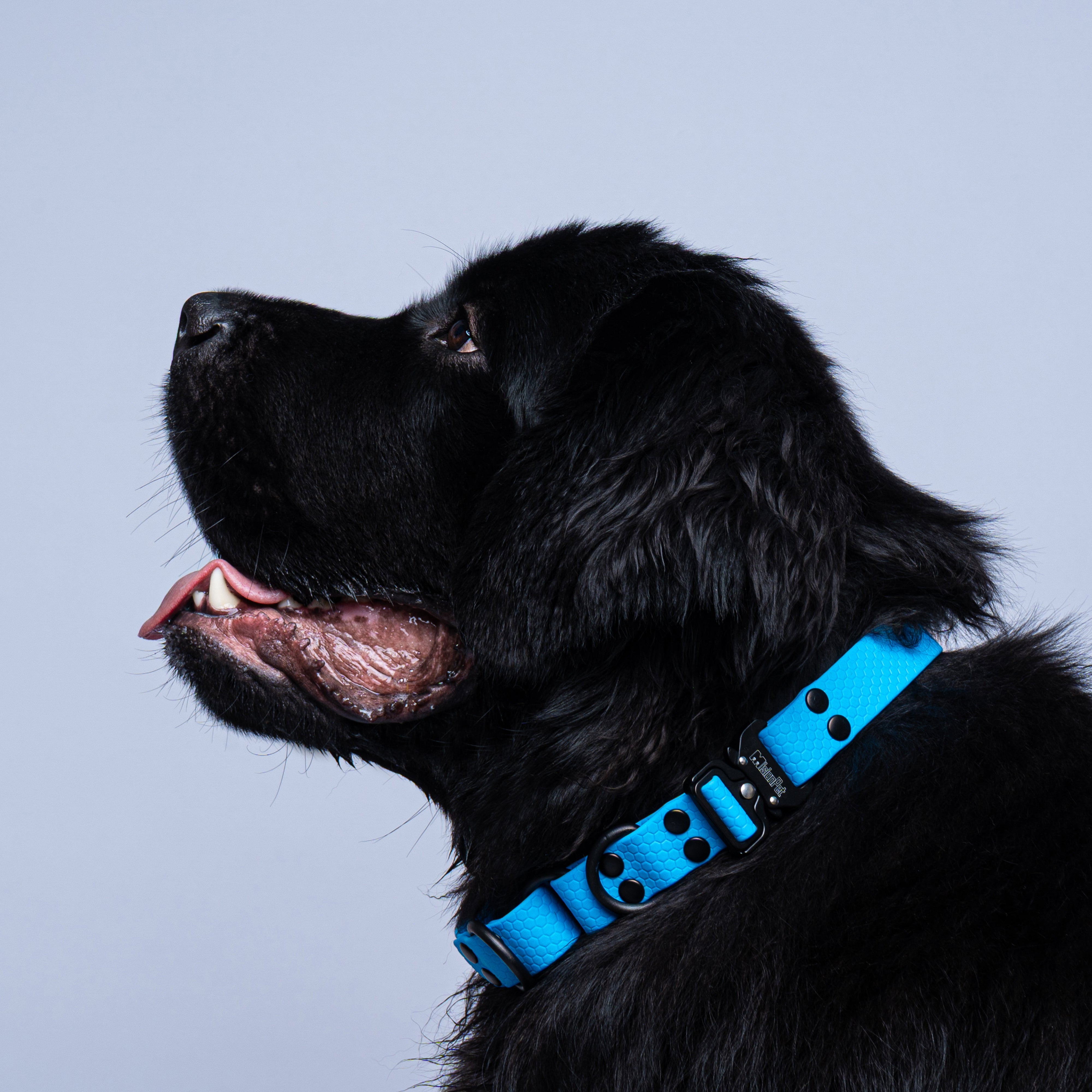 Collar Martingale (Extragrandes)