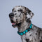Collar Martingale (Extragrandes)
