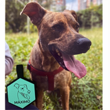 Placa de identificacion para mascotas con ilustracion personalizada en forma de hexagono
