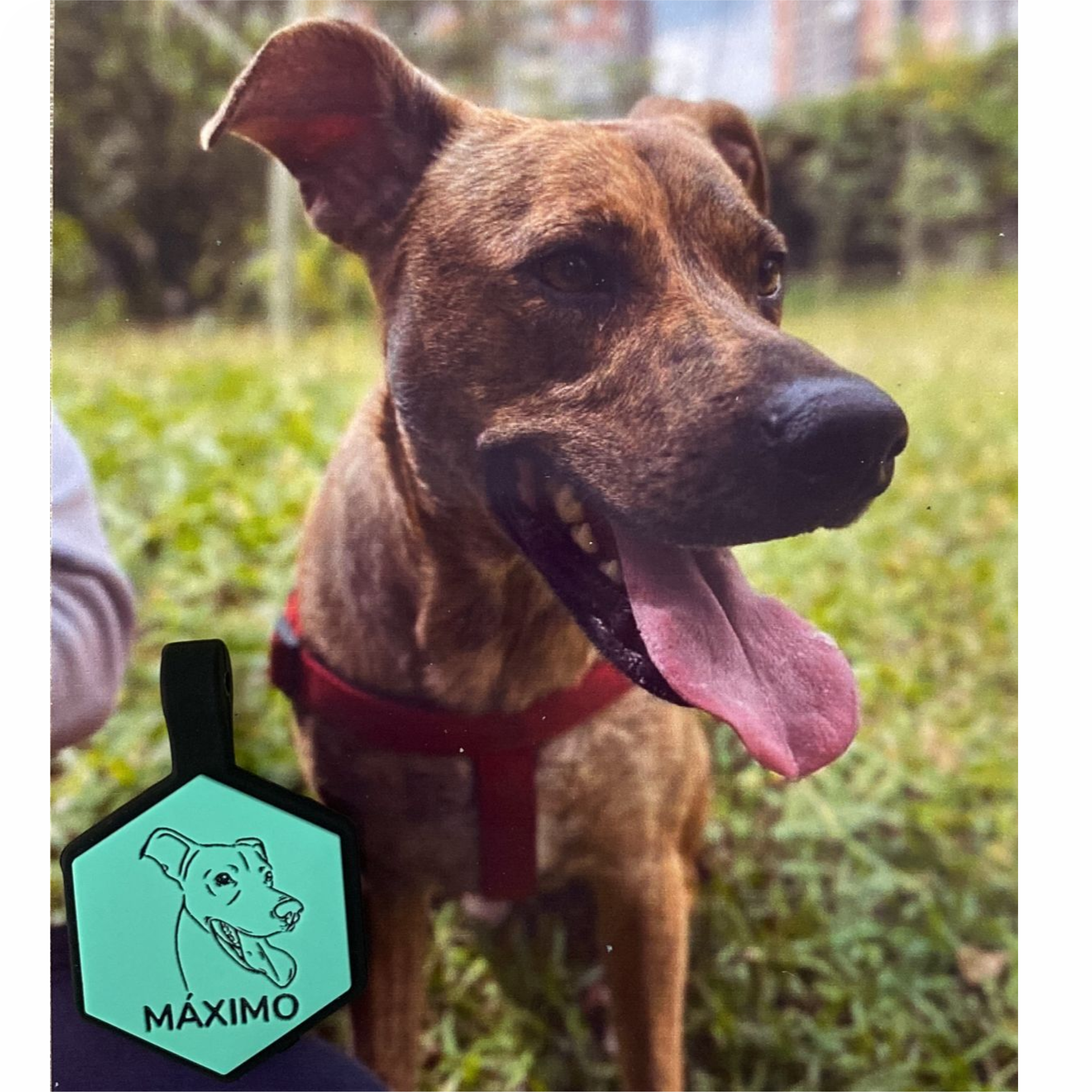 Placa de identificacion para mascotas con ilustracion personalizada en forma de hexagono