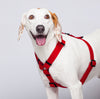 Arnés H L/XL (Perros extragrandes)