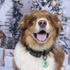 Collar XL (Perros extragrandes) (Navidad)