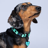 Collar (Pequeños)