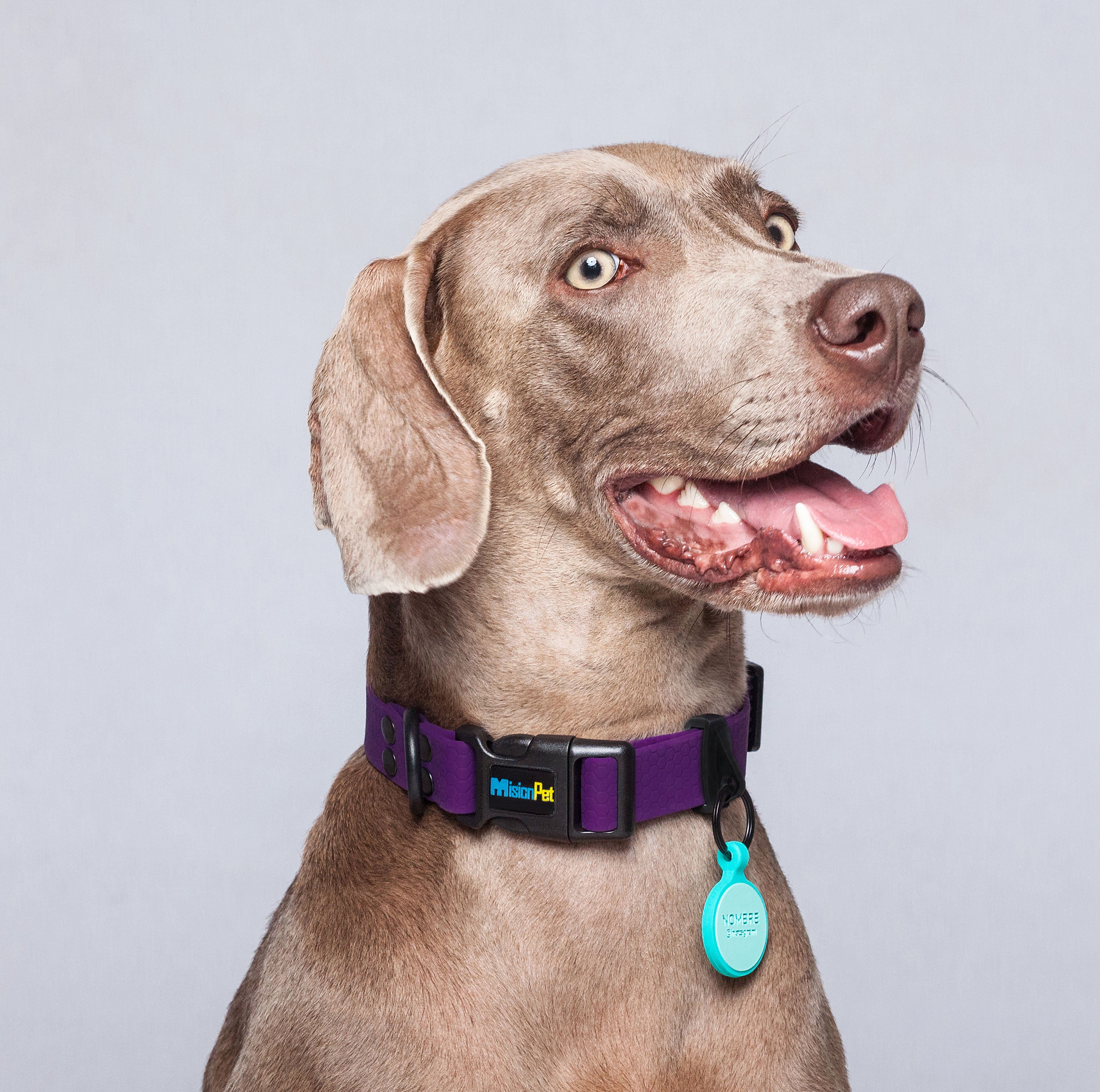 Collar (Medianos y Grandes)