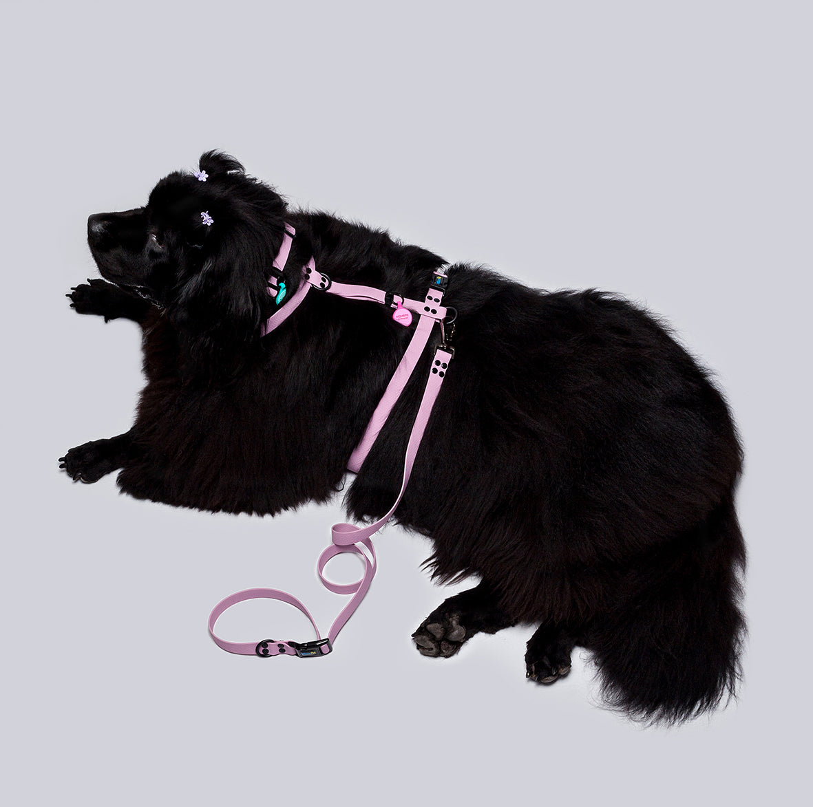 Combo perros extra grandes ancho 2.5cm