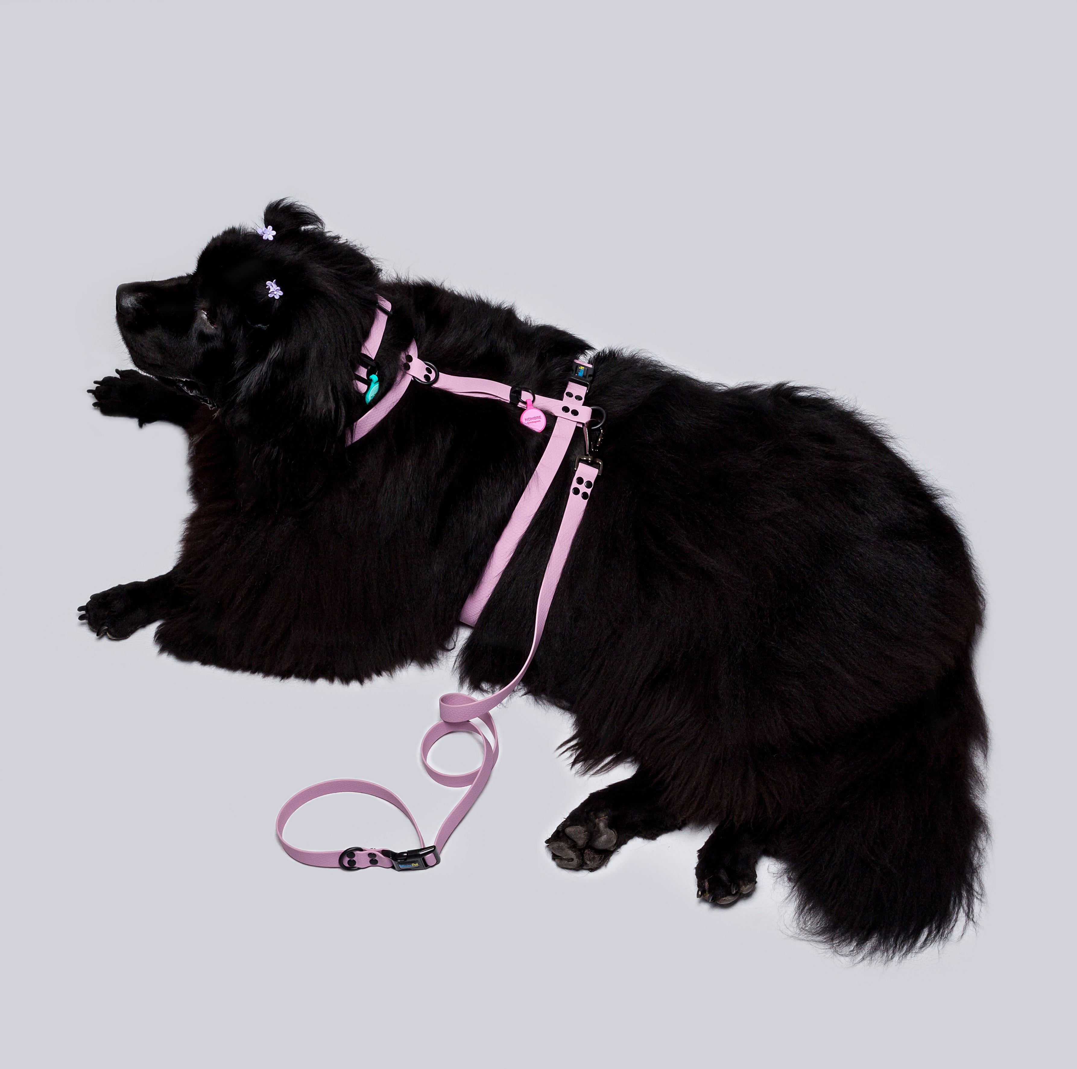 Combo Perros gigantes XL2.5 de ancho