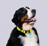 Collar (Extragrandes)
