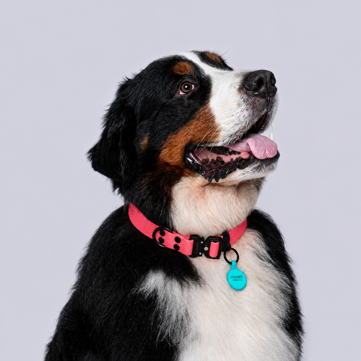 Collar (Extragrandes)